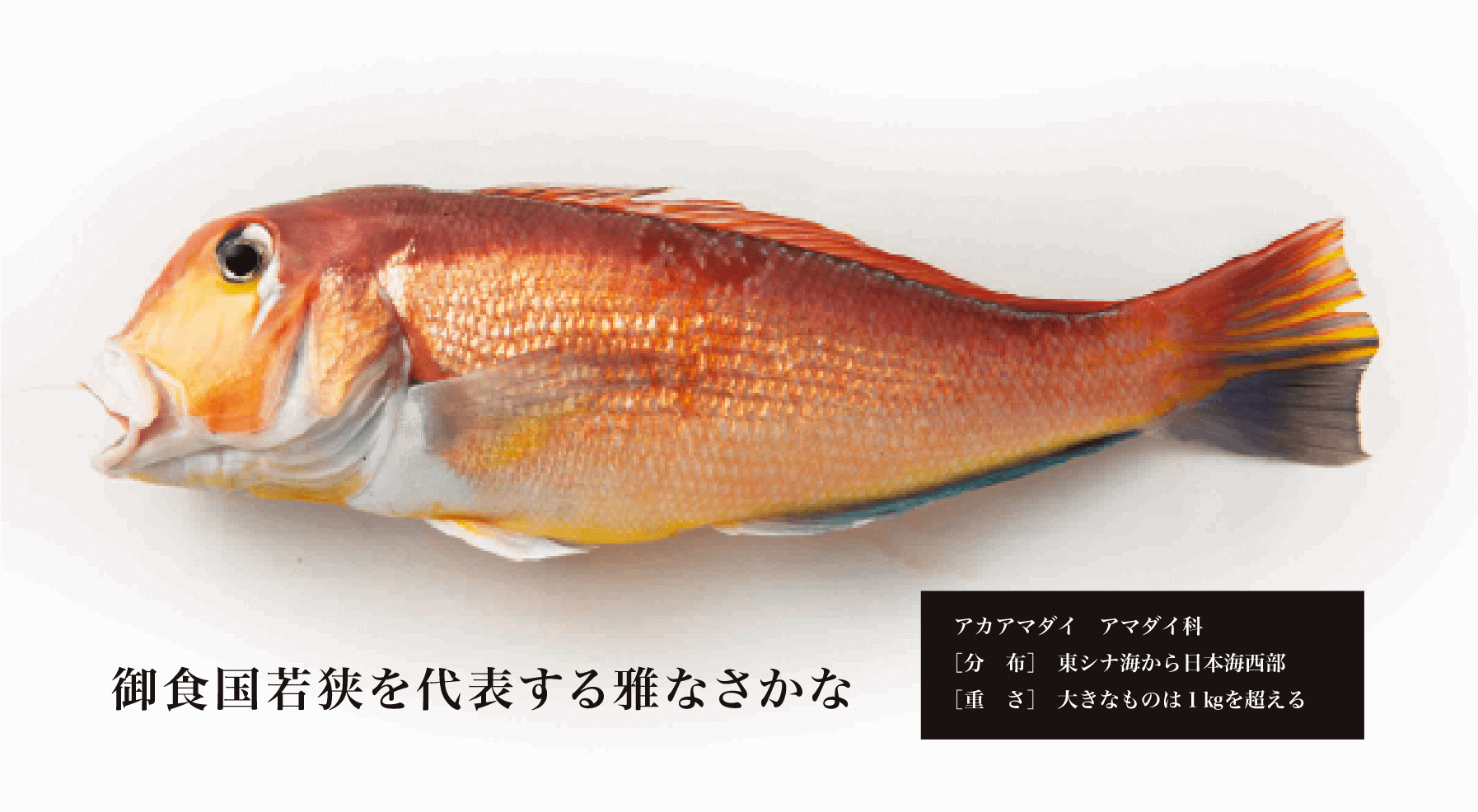 若狭ぐじについて調べる!